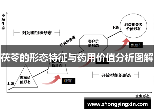 茯苓的形态特征与药用价值分析图解