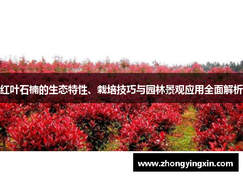 红叶石楠的生态特性、栽培技巧与园林景观应用全面解析
